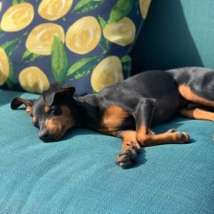 Meet your Posher, Hailey